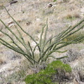 Tucson-Esperero Trail 48